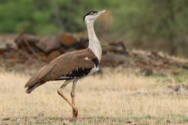 Jaisalmer Desert National Park